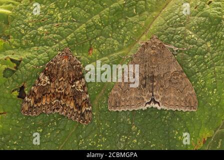 Dark Crimson Underwing (Catocala sponsora) e Red Underwing (C.nupta) adulti a riposo sulla foglia Eccles-on-Sea, Norfolk, Luglio/Agosto 2020 Foto Stock