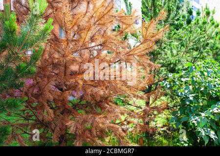 rami di pino secco tra alberi verdi vicino casa appartamento in città d'estate Foto Stock