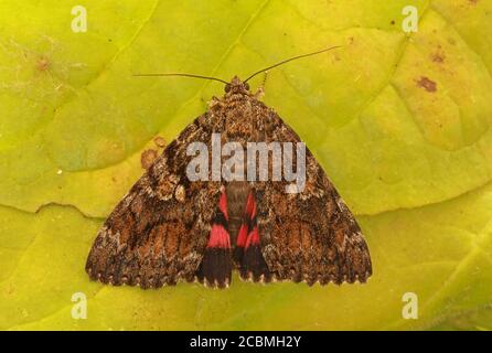 Dark Crimson Underwing (Catocala sponsora) adulto a riposo sulla foglia Eccles-on-Sea, Norfolk, 7 agosto 2020 Foto Stock