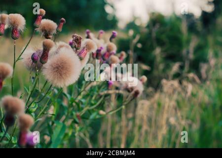 Thistles con lanugine che crescono su un campo verde, sfondo naturale Foto Stock