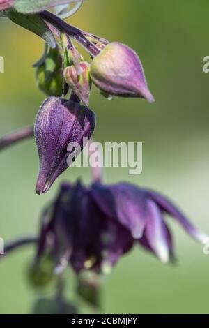 Primo piano di un bocciolo di fiori su una pianta a colonna (aquilega) Foto Stock