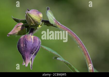 Primo piano di un bocciolo di fiori su una pianta a colonna (aquilega) Foto Stock