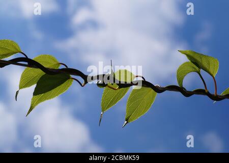 Ramo (arrampicatore) del kiwi. Un modo caratteristico di aggrovigliarsi intorno a un supporto di ramo. Foto Stock
