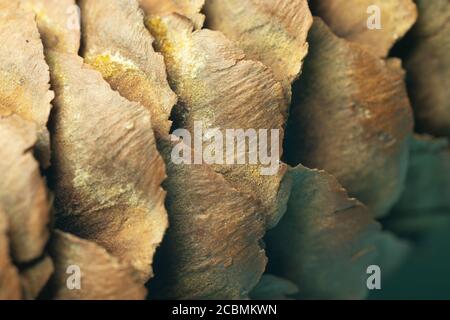 Marrone albero di natale pino cono texture macro shot Foto Stock