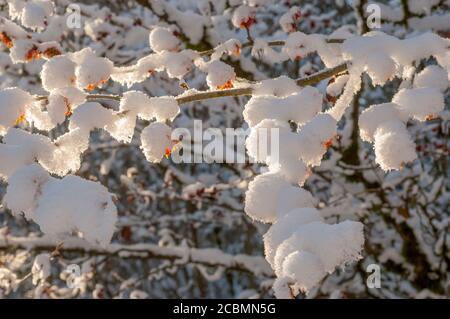 Un cespuglio di nocciole in fiore è coperto di neve in un giardino nel mese di gennaio a Bellevue, Washington state, Stati Uniti. Foto Stock