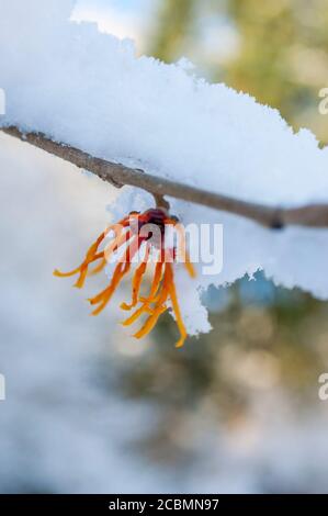 Un cespuglio in fiore di Witch Hazel (Hamamelis i Jelena) è coperto di neve nel mese di gennaio in un giardino Bellevue, Washington state, USA. Foto Stock