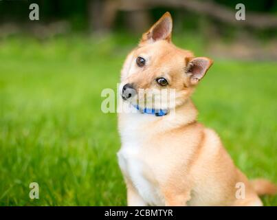 Un cane di razza mista Shiba Inu x Chihuahua guardando la telecamera e l'ascolto con la testa inclinata Foto Stock