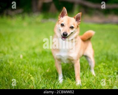 Un cane di razza mista Shiba Inu x Chihuahua guardando la telecamera e l'ascolto con la testa inclinata Foto Stock