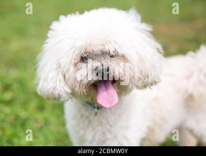 Un poodle bianco shaggy ha mescolato il cane di razza con un felice espressione Foto Stock