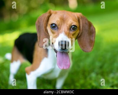 Un cucciolo di Beagle tricolore con grandi occhi marroni, in piedi all'aperto con un'espressione felice Foto Stock