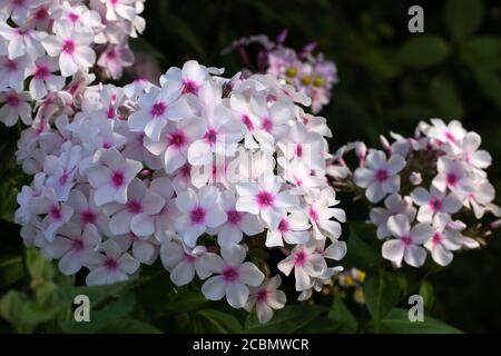 La flox è bianca con un centro rosa nel giardino estivo. Una splendida pianta giardino all'aperto. Foto Stock