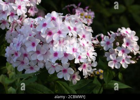 La flox è bianca con un centro rosa nel giardino estivo. Una splendida pianta giardino all'aperto. Foto Stock