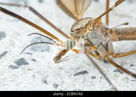 La gru vola da un primo piano estremo . TIPULA maxima. Foto Stock