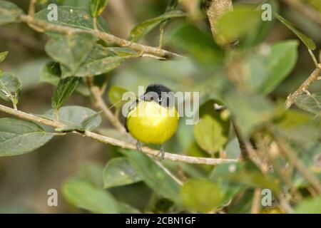 Comune Flycatcher Tody Foto Stock