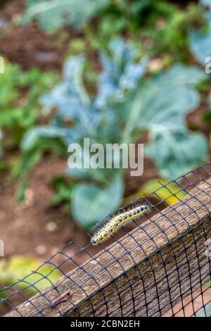 Bruco della grande farfalla bianca, Pieris brasicae, su recinzione intorno a piante di cavolo in un giardino o un'assegnazione. Foto Stock