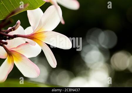 Fiore bianco plumeria sull'albero della plumeria, fiori tropicali frangipani. Bianco frangipani per sfondo con bokeh Foto Stock