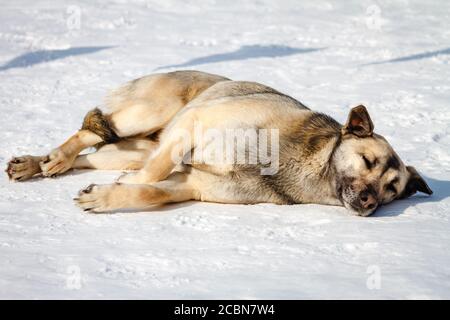 il cane senza tetto dorme nella neve in una giornata di sole. Foto Stock