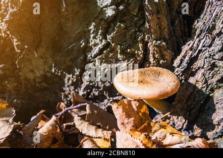 Armillaria singolo fungo cresce in una foresta sotto un albero in un sole giorno d'autunno. Foto Stock
