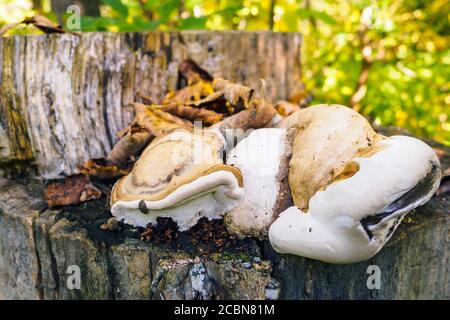 Tinder falso fungo cresce su un ceppo nella foresta in una giornata di sole autunno. Foto Stock