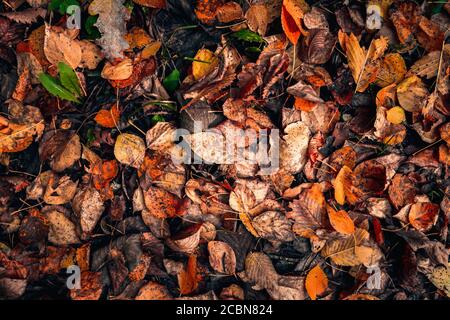 vista dall'alto le foglie cadute di rosso, marrone e arancione giacciono a terra, sfondo autunno. Foto Stock