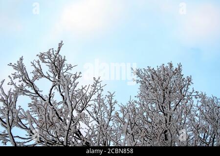 Rami di tiglio coperto di neve contro un cielo blu con le nuvole, copia spazio. Foto Stock