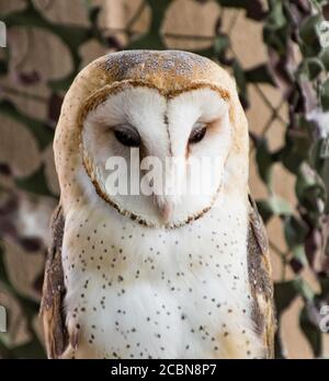 Primo piano di un Barn Owl, nella riabilitazione della fauna selvatica, guardando verso la macchina fotografica Foto Stock