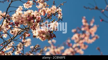 Primo piano di un'ape che vola verso la fioritura dei ciliegi bianchi una filiale Foto Stock