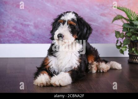 F1 Tri-colored Puppy in miniatura Bernedoodle in camera con pianta Foto Stock