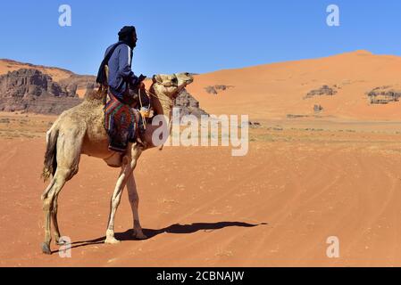 VITA NEL DESERTO IN ALGERIA. NOMADI CON CAMMELLI NEL SAHARA. Foto Stock