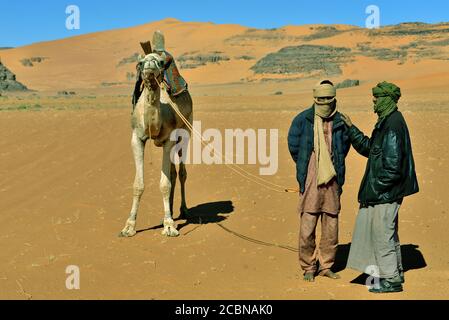 VITA NEL DESERTO IN ALGERIA. NOMADI CON CAMMELLI NEL SAHARA. Foto Stock