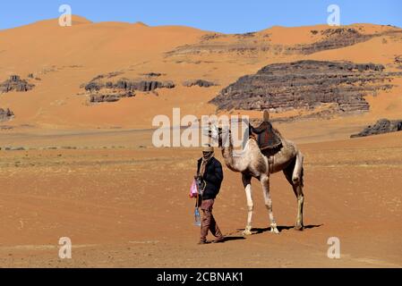 VITA NEL DESERTO IN ALGERIA. NOMADI CON CAMMELLI NEL SAHARA. Foto Stock