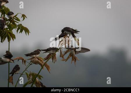 Grande fiocco di rondini d'albero, Tachycineta bicolore, arroccato e volante su rami in morbida luce mattutina e nebbia Foto Stock