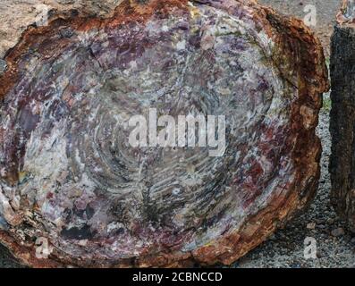 Pietra multicolore trovata nel legno pietrificato da vicino Il Parco Nazionale della Foresta pietrificata Foto Stock