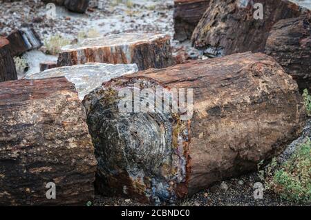 Legno pietrificato in un antico albero che mostra la sezione trasversale di legno che è ora pietra, da vicino nel Petrified Forest National Park of Arizona, USA Foto Stock