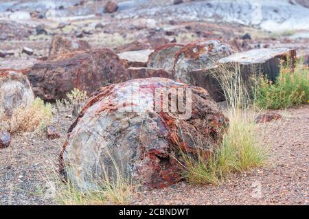 Legno pietrificato in un antico albero che mostra la sezione trasversale di legno che è ora pietra, da vicino nel Petrified Forest National Park of Arizona, USA Foto Stock