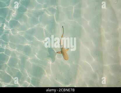 Punta nera Shark Reef alle Maldive. Foto Stock