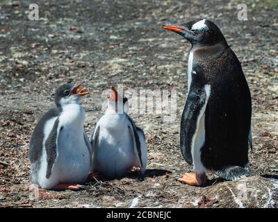 Gentoo Penguin (Pigoscelis papua) con pulcini, grave Cove, Port Stanley, Isole Falkland (Islas Malvinas), Regno Unito Foto Stock