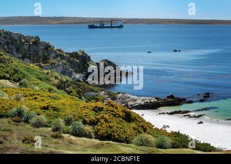 Gipsy Cove e Yorke Bay, Port Stanley, Falkland Islands (Islas Malvinas), Regno Unito Foto Stock