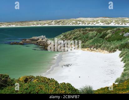 Gipsy Cove e Yorke Bay, Port Stanley, Falkland Islands (Islas Malvinas), Regno Unito Foto Stock