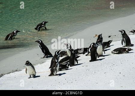 Pinguini Magellanici a Gipsy Cove, Yorke Bay, Port Stanley, Falkland Islands (Islas Malvinas), Regno Unito Foto Stock