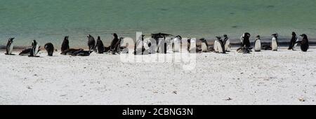 Pinguini Magellanici a Gipsy Cove, Yorke Bay, Port Stanley, Falkland Islands (Islas Malvinas), Regno Unito Foto Stock