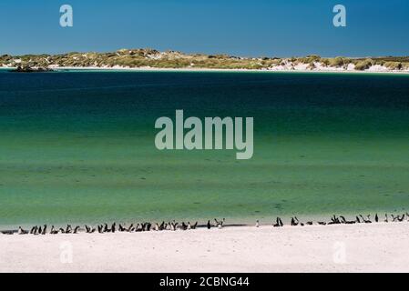 Pinguini Magellanici a Gipsy Cove, Yorke Bay, Port Stanley, Falkland Islands (Islas Malvinas), Regno Unito Foto Stock