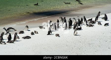 Pinguini Magellanici a Gipsy Cove, Yorke Bay, Port Stanley, Falkland Islands (Islas Malvinas), Regno Unito Foto Stock