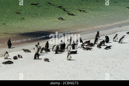 Pinguini Magellanici a Gipsy Cove, Yorke Bay, Port Stanley, Falkland Islands (Islas Malvinas), Regno Unito Foto Stock