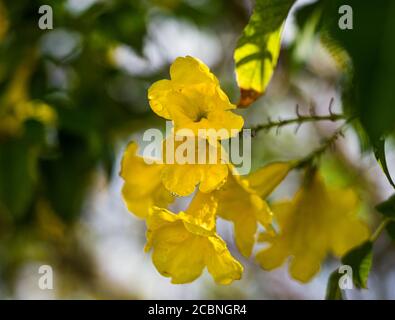 Giallo Trumpetbush fiore, giallo anziano, Tecoma stans, Foto Stock