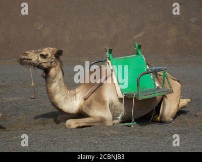 Marrone cammello grande seduto sulla sabbia Foto Stock