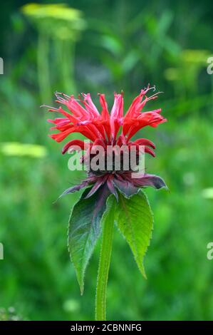 Red Monarda 'Gardenview Scarlet' (Bee Balm) Fiori coltivati in un confine a RHS Garden Harlow Carr, Harrogate, Yorkshire, Inghilterra, Regno Unito. Foto Stock