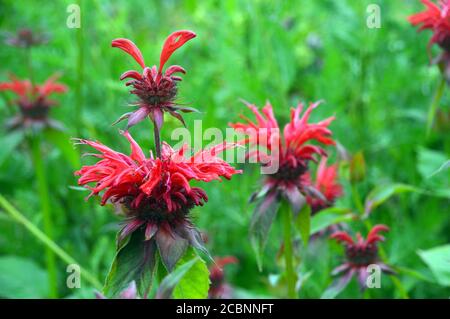 Red Monarda 'Gardenview Scarlet' (Bee Balm) Fiori coltivati in un confine a RHS Garden Harlow Carr, Harrogate, Yorkshire, Inghilterra, Regno Unito. Foto Stock