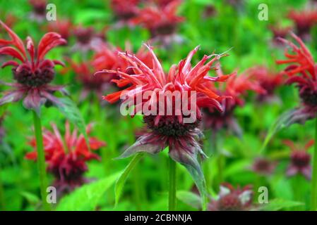 Red Monarda 'Gardenview Scarlet' (Bee Balm) Fiori coltivati in un confine a RHS Garden Harlow Carr, Harrogate, Yorkshire, Inghilterra, Regno Unito. Foto Stock