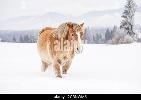 Cavallo haflinger marrone chiaro che percorre campi innevati, alberi e montagne sullo sfondo Foto Stock